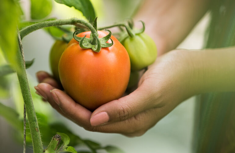 uitzendbureau-food-sector